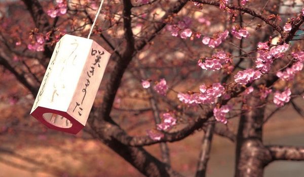 cherry-blossoms-sakura-photography-024
